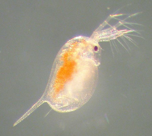 Imagem do Daphnia